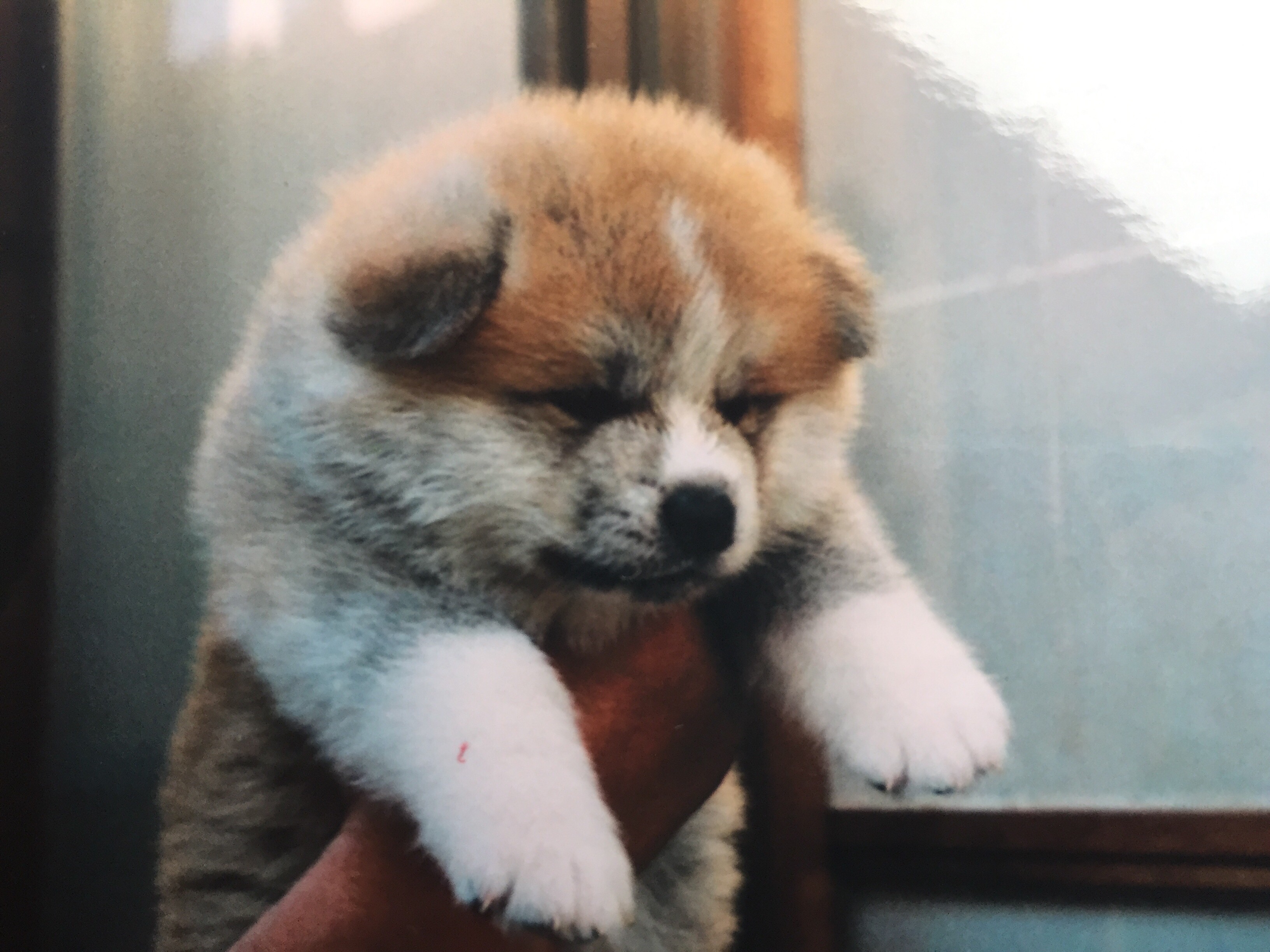 仔犬 サムネイル 01