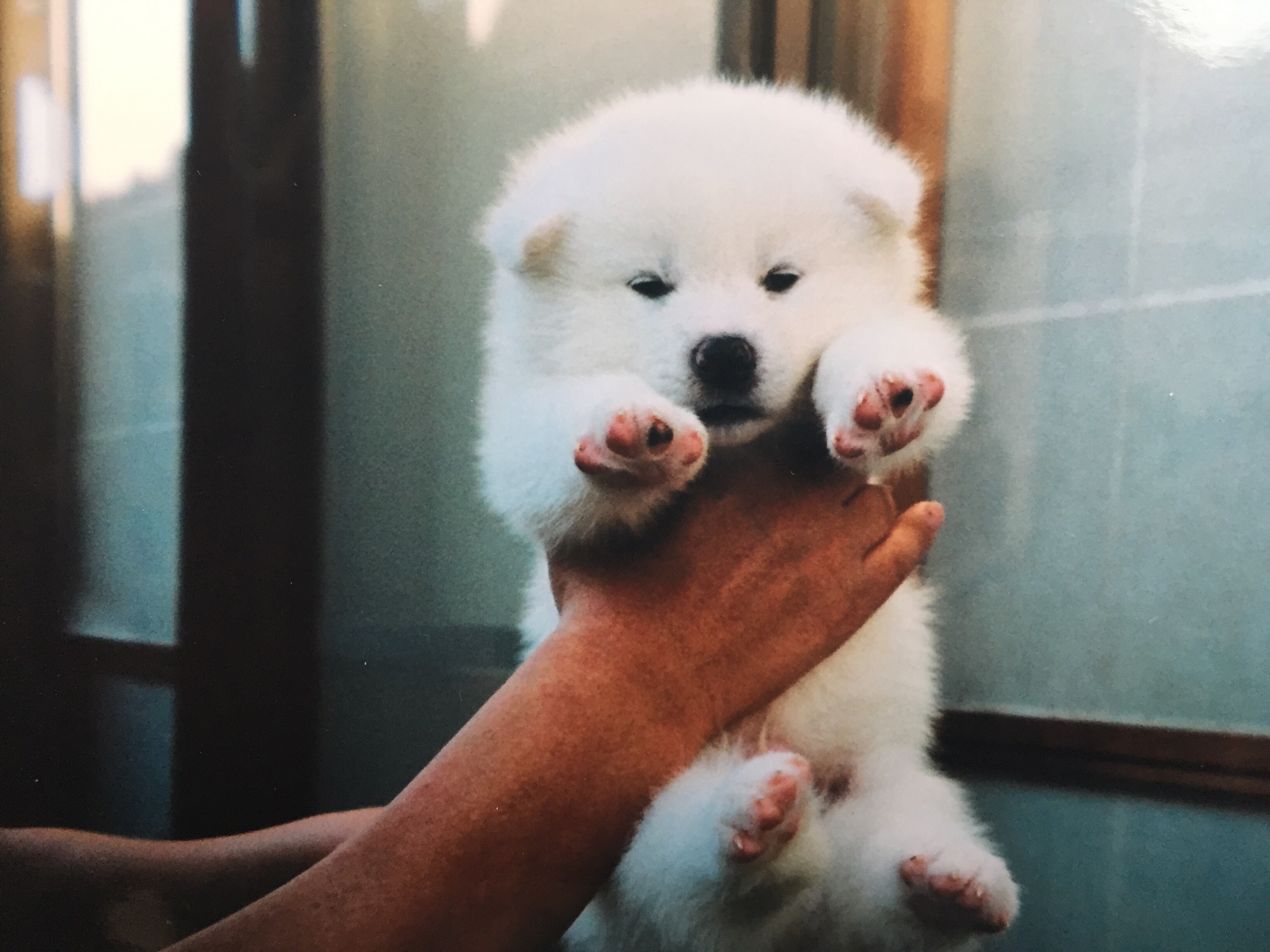 仔犬 サムネイル 02