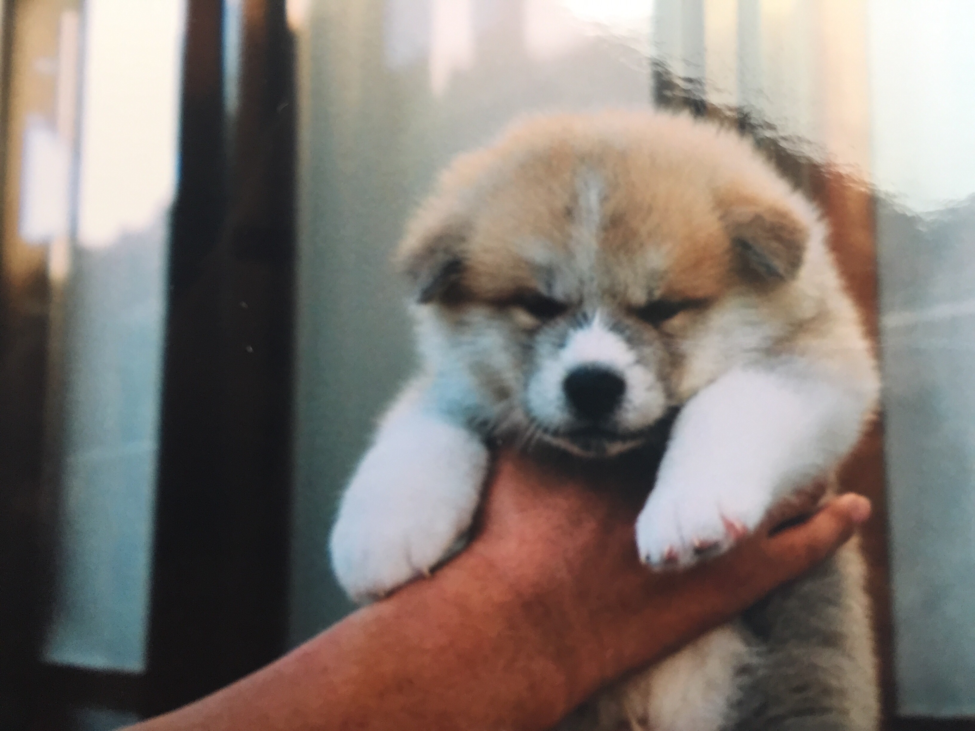 仔犬 サムネイル 03