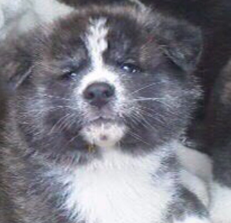 秋田犬仔犬 スライド04