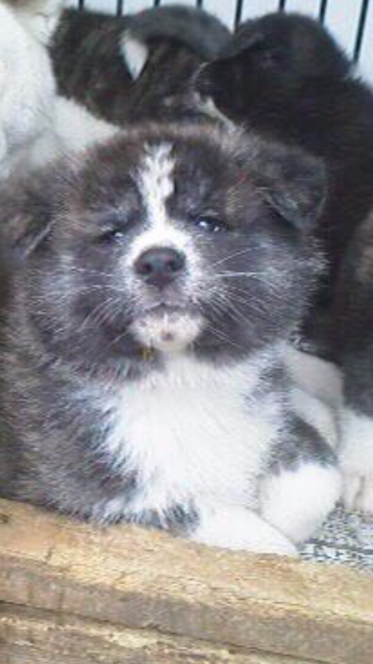 仔犬 サムネイル 04