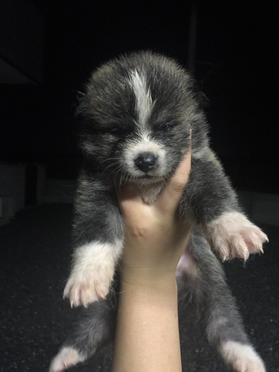 仔犬 サムネイル 05