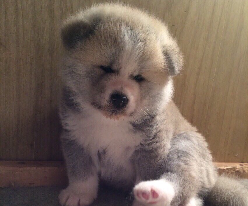 秋田犬仔犬 スライド06