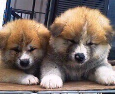 仔犬 サムネイル 08-09