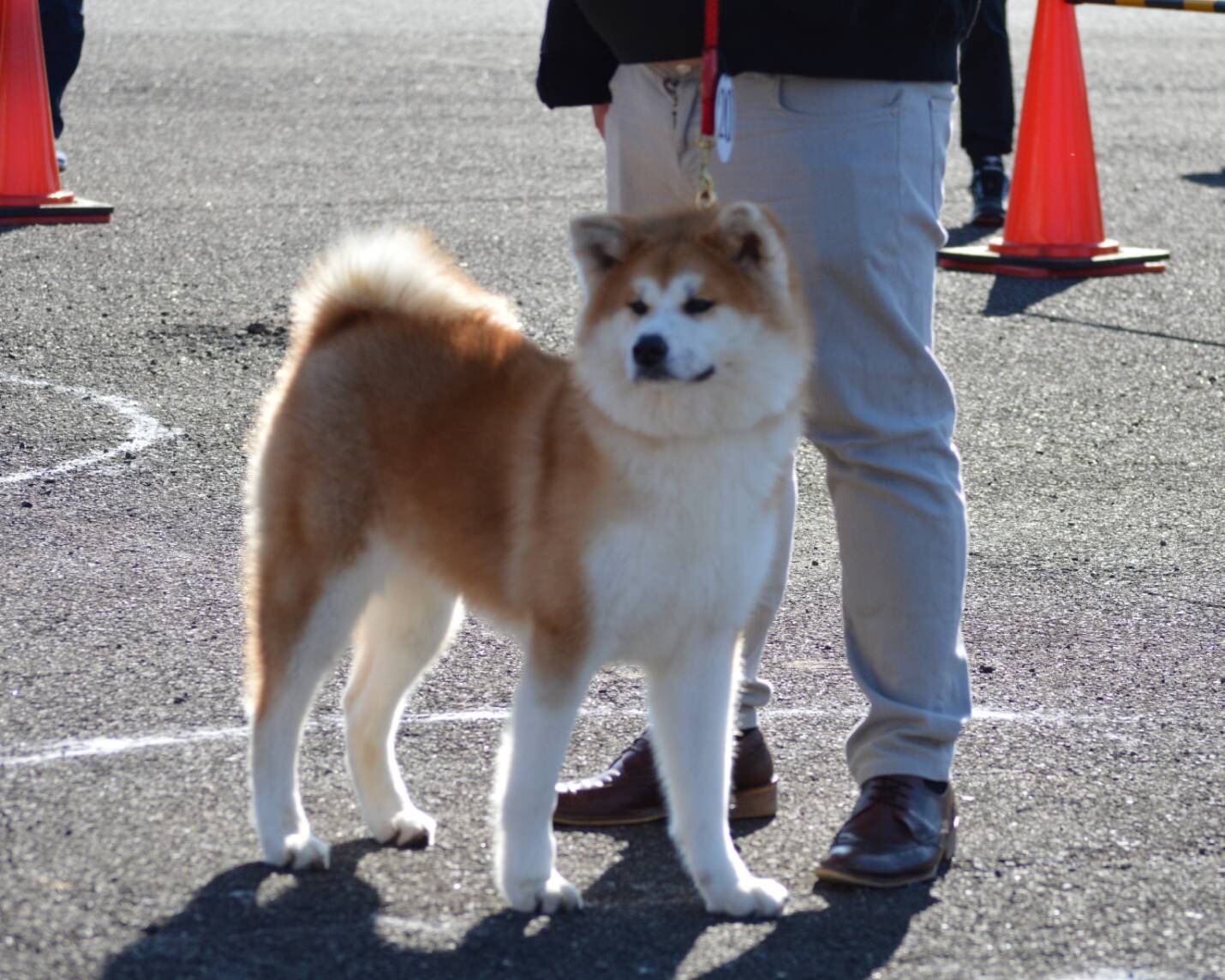 在舎犬 サムネイル あかね