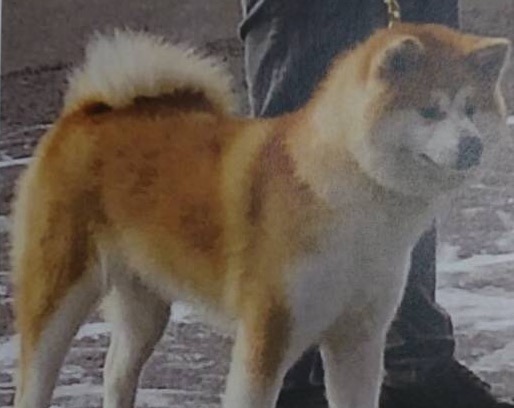 在舎犬 サムネイル 02