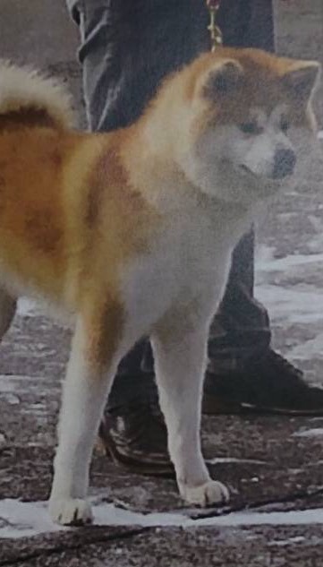 在舎犬 サムネイル 舞乙女