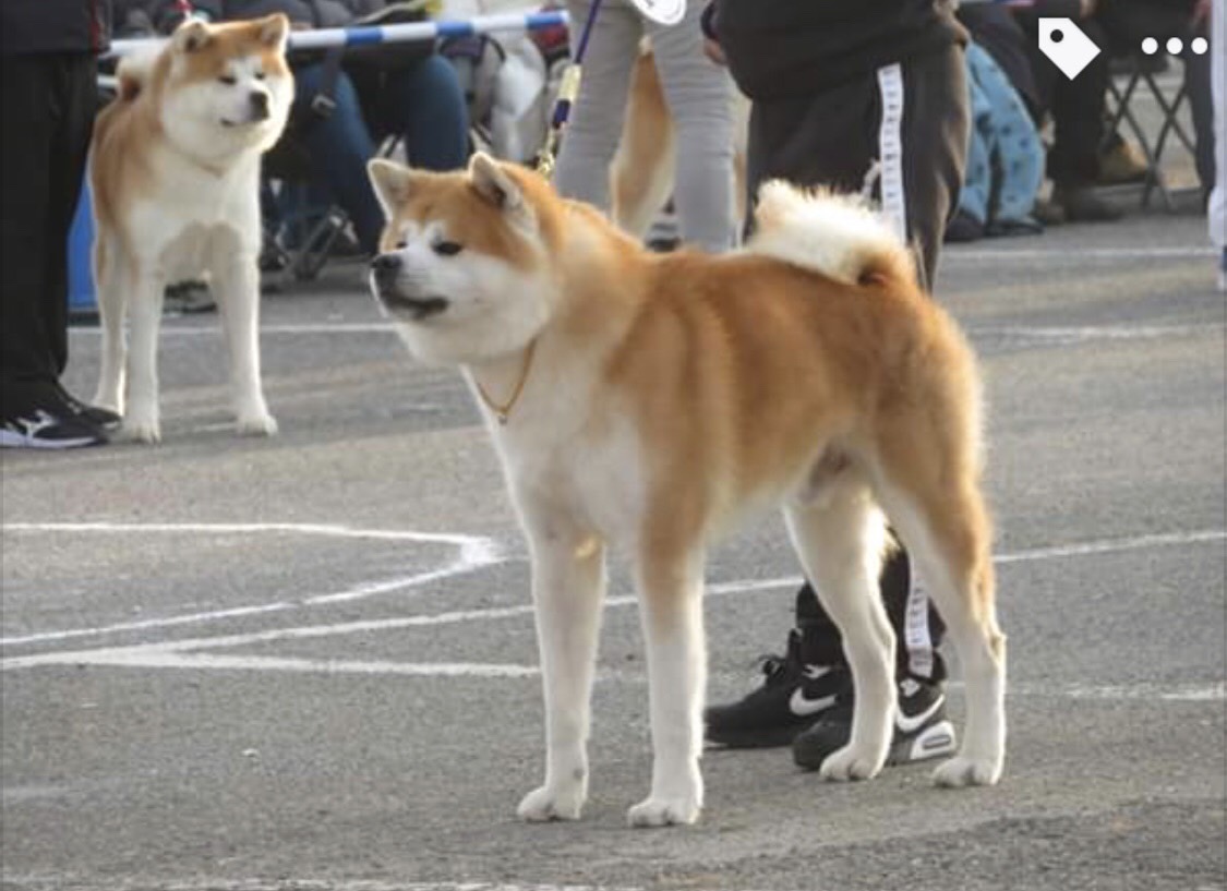 在舎犬 サムネイル 森伊蔵